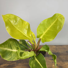 Load image into Gallery viewer, Philodendron Moonlight houseplant with bright yellow-green leaves in pot on wooden surface