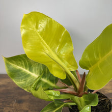 Load image into Gallery viewer, Philodendron Moonlight houseplant with bright yellow-green leaves in small pot