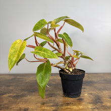 Load image into Gallery viewer, Philodendron 'Painted Lady'