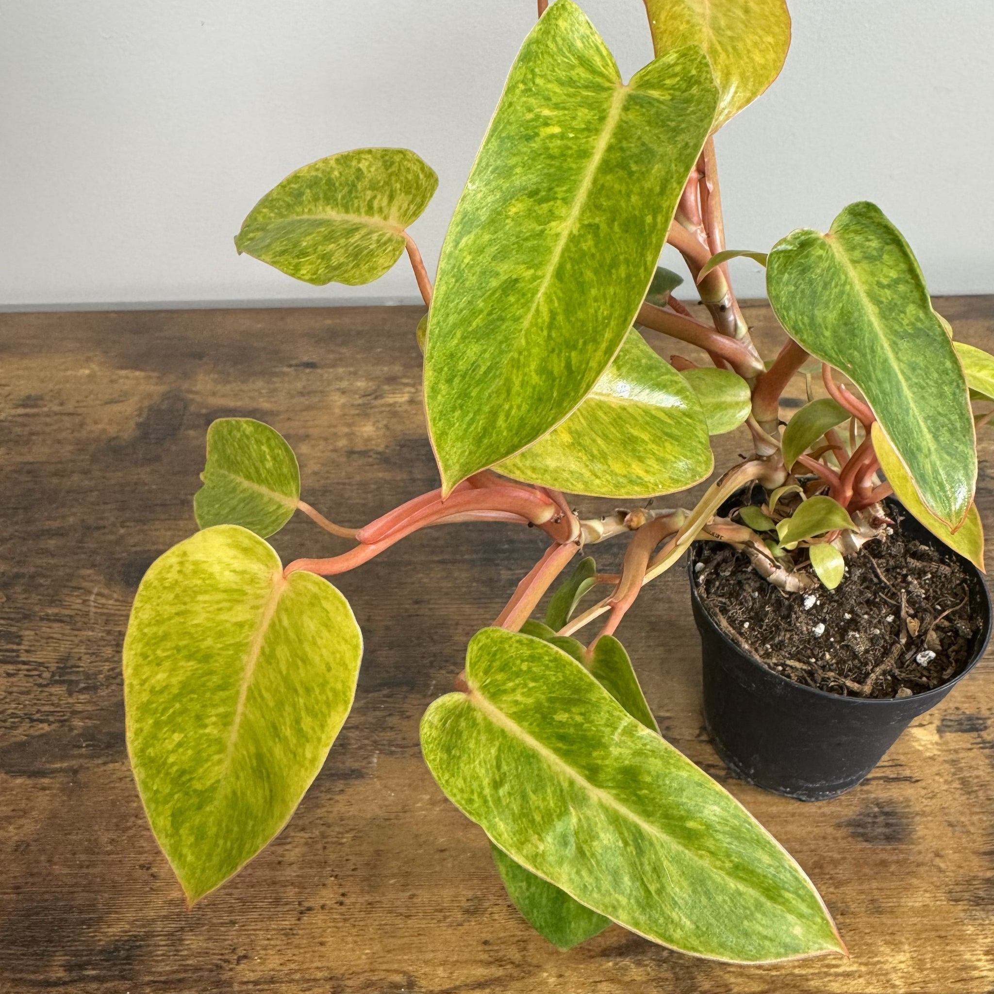 philodendron goldiana vs painted lady Philodendron 'Painted Lady'