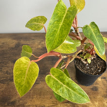 Load image into Gallery viewer, Philodendron 'Painted Lady'
