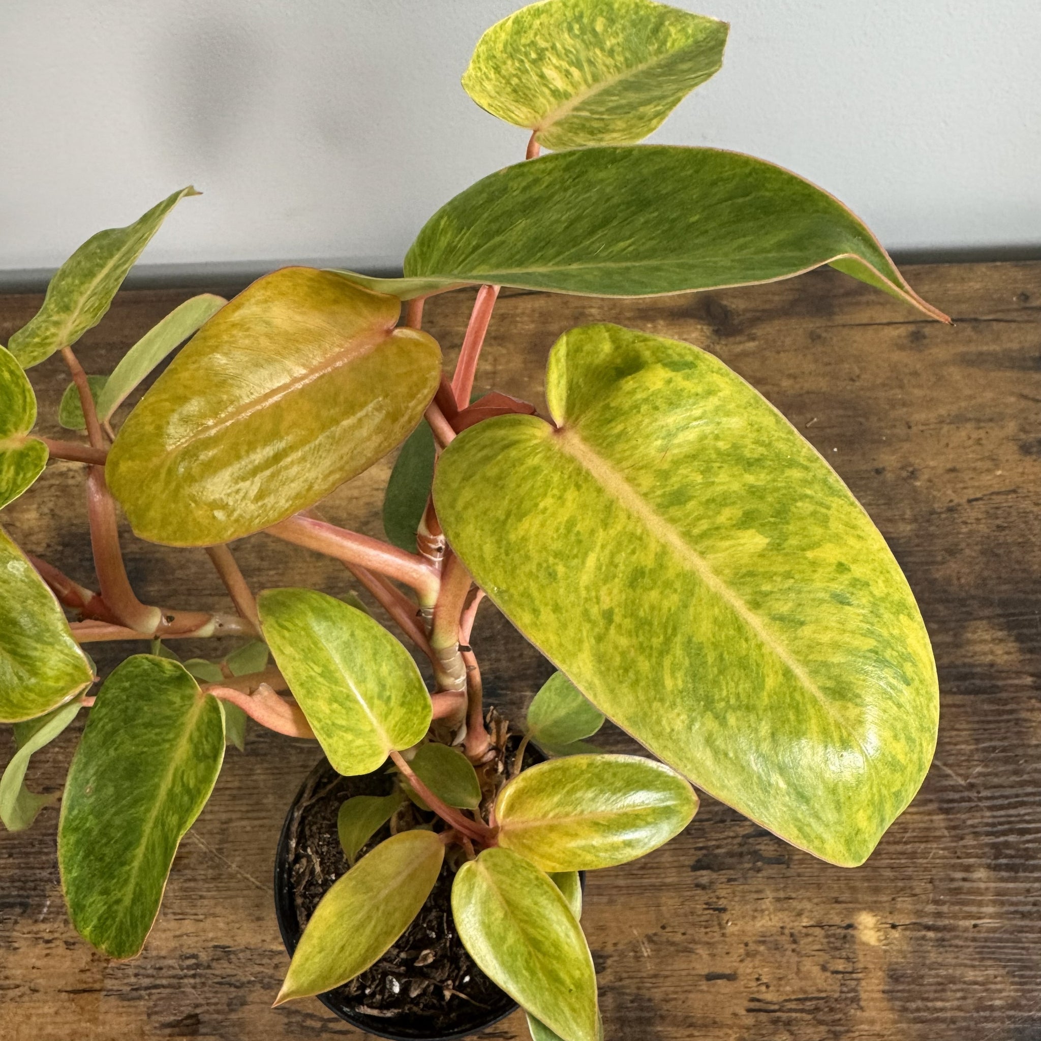 philodendron painted lady plant Philodendron 'Painted Lady'