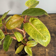 Load image into Gallery viewer, Philodendron 'Painted Lady'