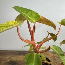 Load image into Gallery viewer, Philodendron 'Painted Lady'