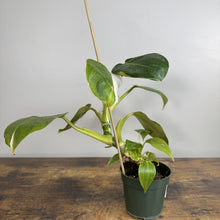 Load image into Gallery viewer, Philodendron 'White Wizard'