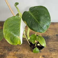 Load image into Gallery viewer, Philodendron 'White Wizard'