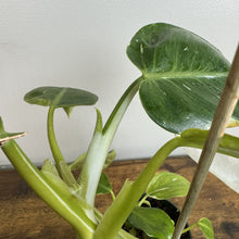 Load image into Gallery viewer, Philodendron 'White Wizard'