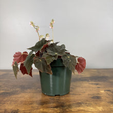 Load image into Gallery viewer, Rex Begonia 'Black Velvet' plant with dark textured leaves and pink flower spikes in green pot