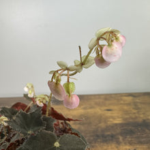 Load image into Gallery viewer, Rex Begonia Black Velvet with dark fuzzy leaves and pink translucent new growth on wooden surface
