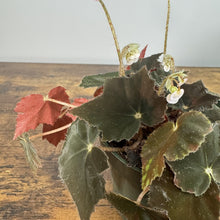 Load image into Gallery viewer, Rex Begonia 'Black Velvet' plant with dark fuzzy leaves and small white flowers in hanging basket