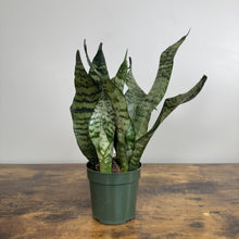 Load image into Gallery viewer, Sansevieria Black Coral snake plant in green nursery pot on wooden surface