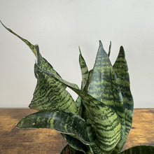Load image into Gallery viewer, Sansevieria Black Coral snake plant with dark green banded leaves in a nursery pot
