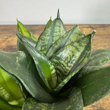 Load image into Gallery viewer, Sansevieria 'Whitney'