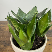 Load image into Gallery viewer, Sansevieria 'Whitney'