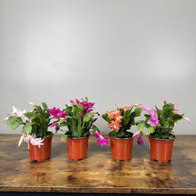Load image into Gallery viewer, Schlumbergera Zygo Cactus