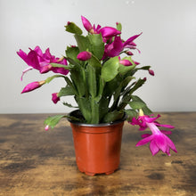 Load image into Gallery viewer, Schlumbergera Zygo Cactus