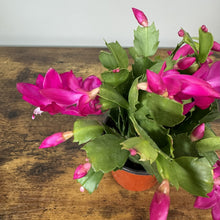 Load image into Gallery viewer, Schlumbergera Zygo Cactus
