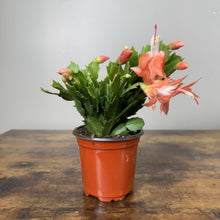 Load image into Gallery viewer, Schlumbergera Zygo Cactus