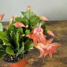Load image into Gallery viewer, Schlumbergera Zygo Cactus