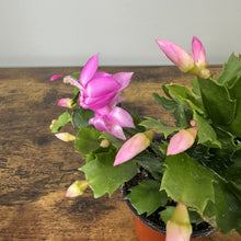 Load image into Gallery viewer, Schlumbergera Zygo Cactus