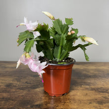 Load image into Gallery viewer, Schlumbergera Zygo Cactus