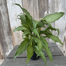Load image into Gallery viewer, Spathiphyllum Peace Lily 'Platinum Mist' tropical houseplant in black pot on wooden surface