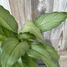 Load image into Gallery viewer, Healthy Spathiphyllum Peace Lily with vibrant green ribbed leaves against weathered wood background