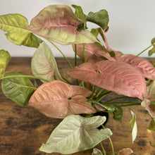 Load image into Gallery viewer, Syngonium 'Neon Pink'