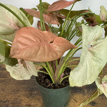 Load image into Gallery viewer, Syngonium 'Neon Pink'