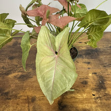 Load image into Gallery viewer, Syngonium 'Neon Pink'