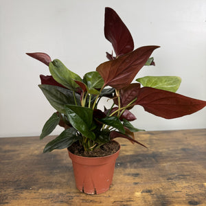 arrow philodendron Syngonium 'Red Arrow' Plant