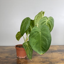 Load image into Gallery viewer, Syngonium White Frost tropical houseplant with heart-shaped green leaves in terracotta pot