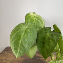 Load image into Gallery viewer, Syngonium White Frost tropical houseplant with heart-shaped green leaves displaying prominent white veining