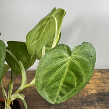Load image into Gallery viewer, Syngonium White Frost plant with variegated green and cream heart-shaped leaves on wooden surface