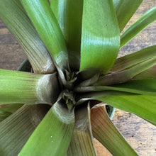 Load image into Gallery viewer, Tillandsia 'Purple Quill' Air Plant