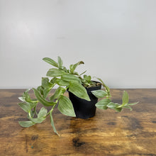 Load image into Gallery viewer, Tradescantia 'Wandering Dude Green &amp; White'