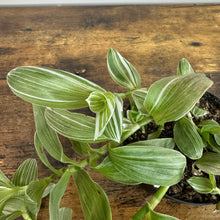 Load image into Gallery viewer, Tradescantia 'Wandering Dude Green &amp; White'