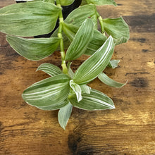 Load image into Gallery viewer, Tradescantia 'Wandering Dude Green &amp; White'