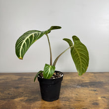 Load image into Gallery viewer, Xanthosoma lindenii Magnificum