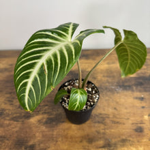 Load image into Gallery viewer, Xanthosoma lindenii Magnificum