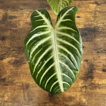 Load image into Gallery viewer, Xanthosoma lindenii Magnificum