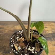 Load image into Gallery viewer, Xanthosoma lindenii Magnificum