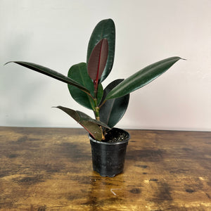 house plant burgundy leaves Ficus 'Burgundy' Rubber Plant