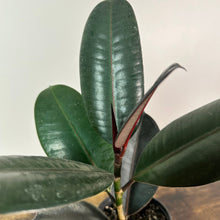 Load image into Gallery viewer, Ficus &#39;Burgundy&#39; Rubber Plant