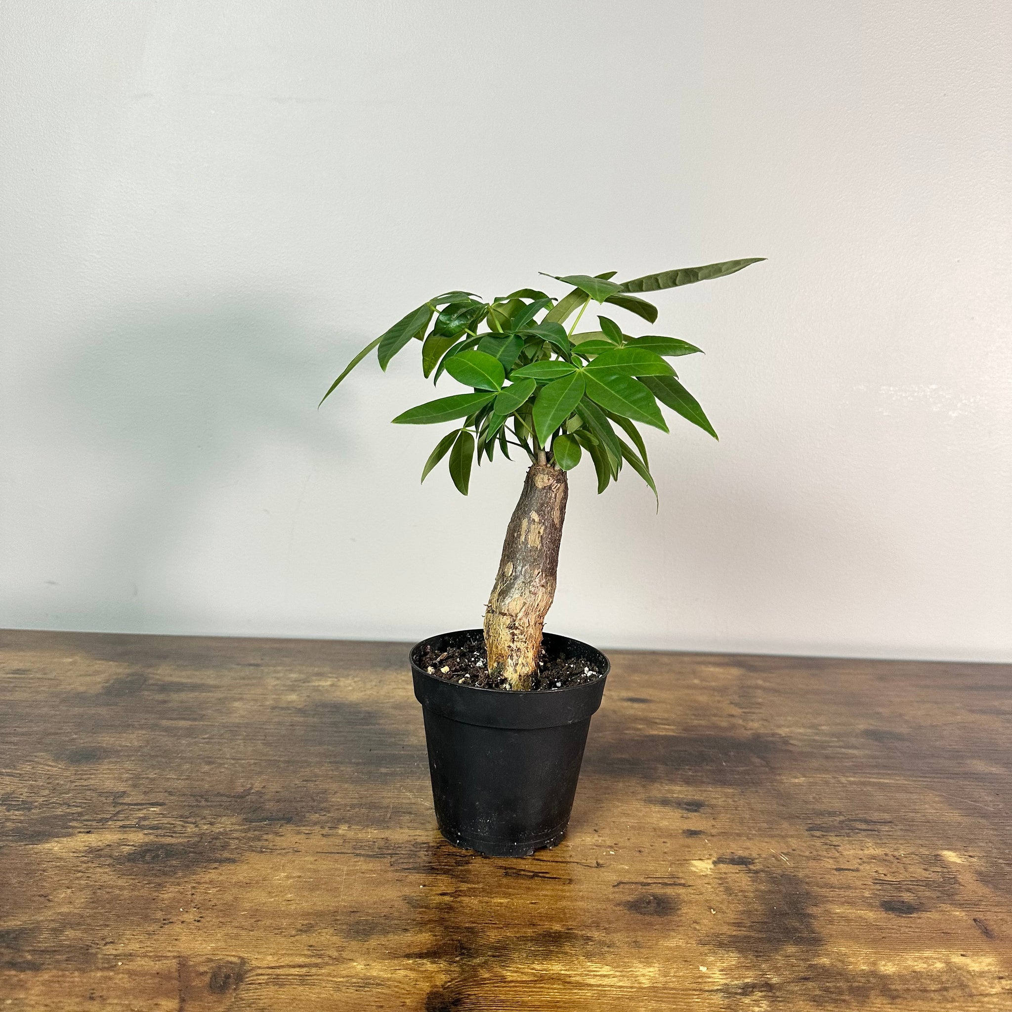 pachira stump money tree Pachira 'Money Tree'