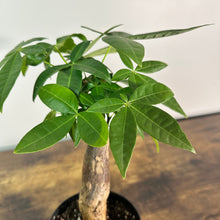 Load image into Gallery viewer, Pachira 'Money Tree'