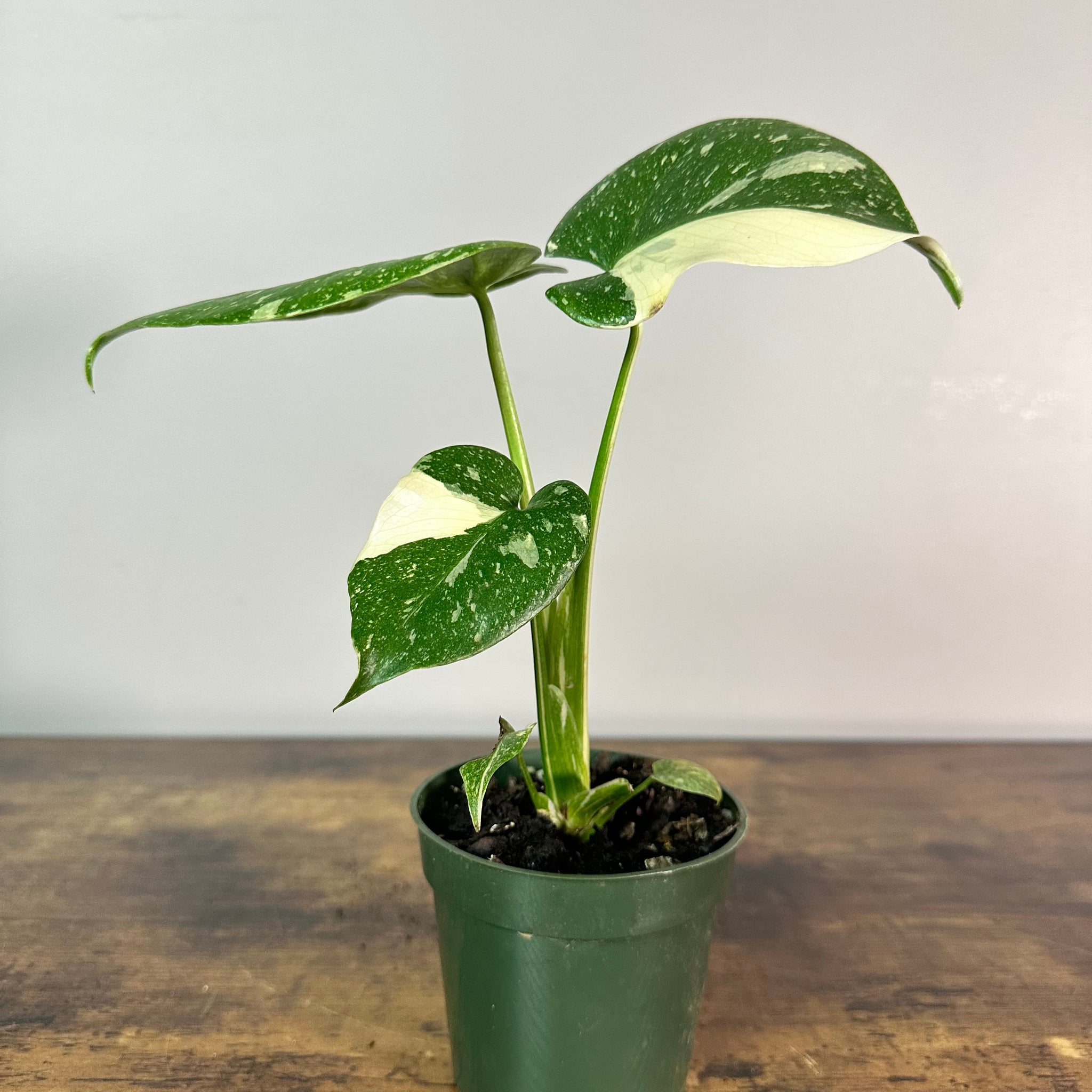 Monstera 'Thai Constellation' - Unique Variegated Foliage – Wasson