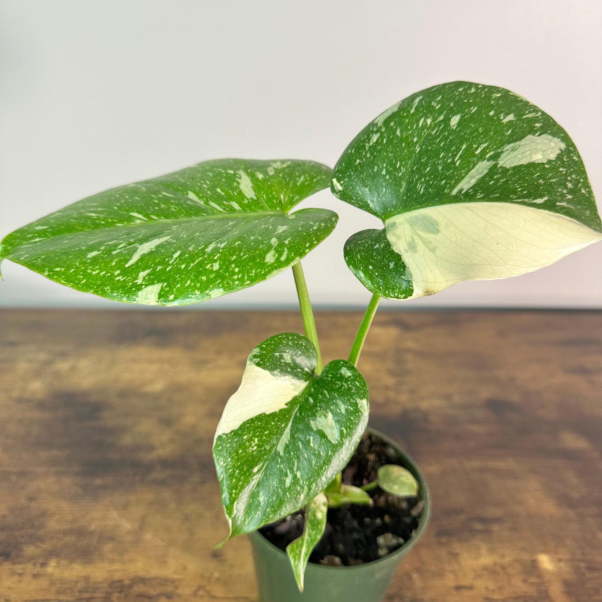 Monstera 'Thai Constellation' - Unique Variegated Foliage – Wasson