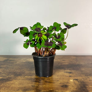 iron cross plant indoor Oxalis 'Iron Cross'