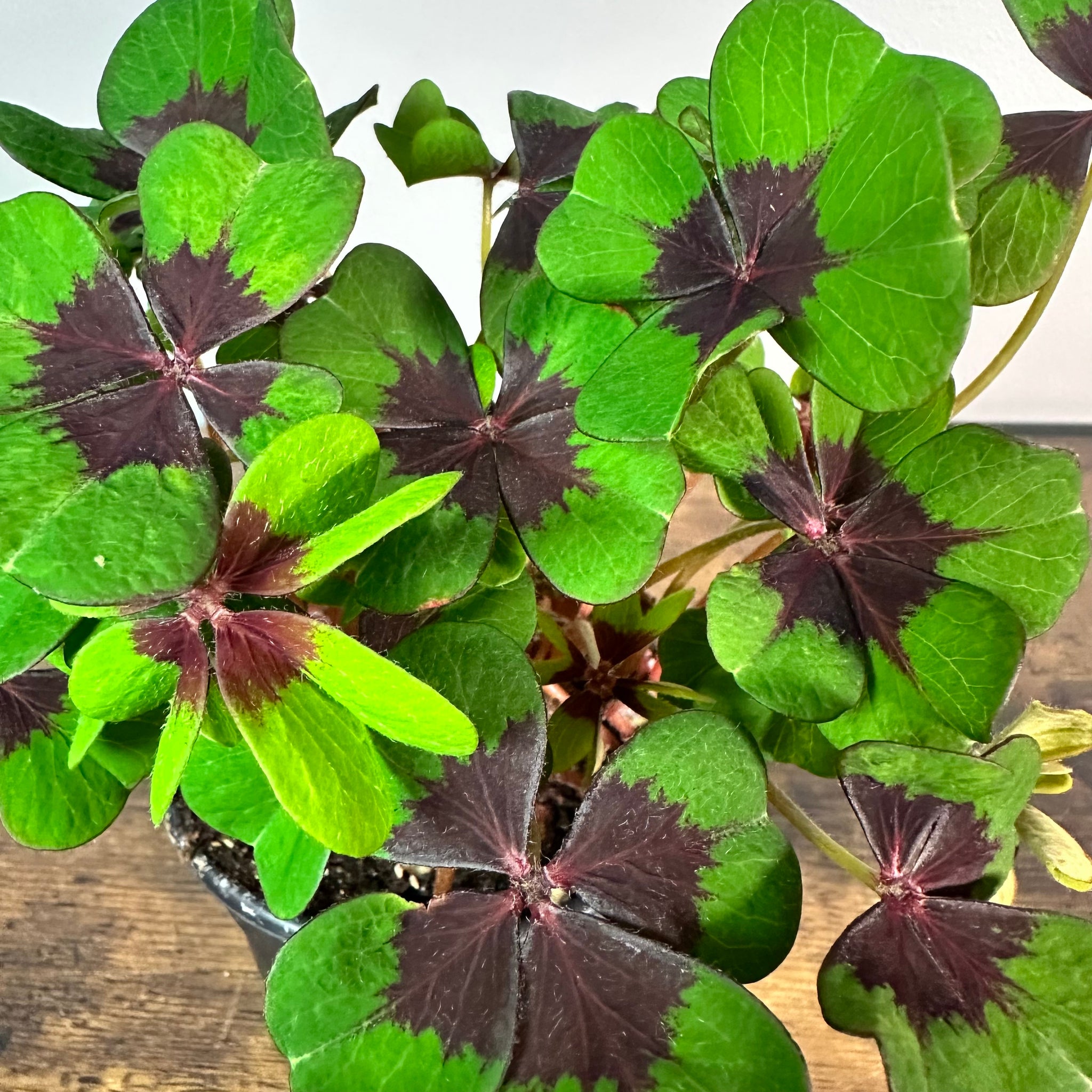 iron cross plant indoor Oxalis 'Iron Cross'